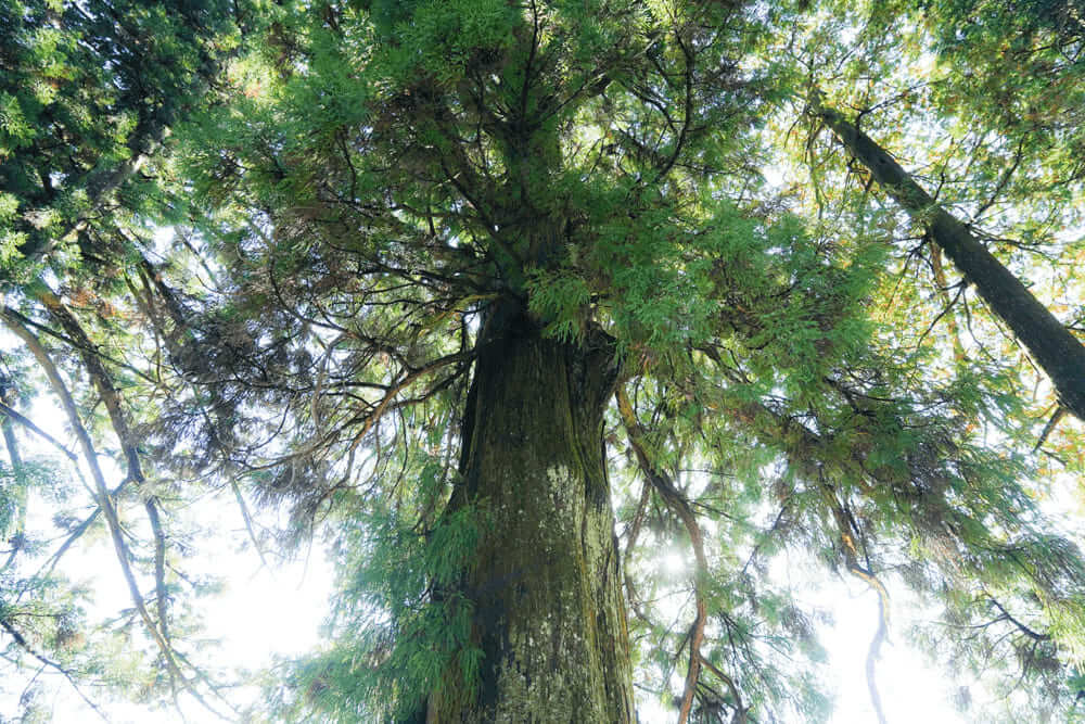 樹齢300年「相戸白山神社大杉」