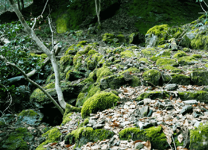 苔に覆われた道