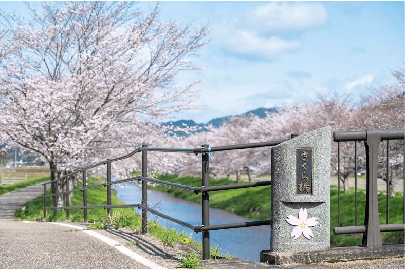 山県市鳥羽川の桜並木