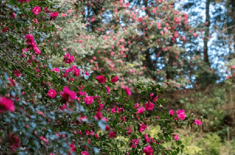 四国山に咲く季節の花々