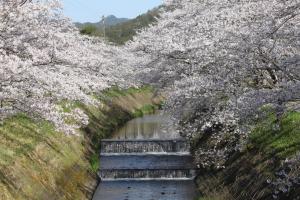 鳥羽川の桜