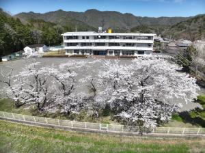 校庭の桜１