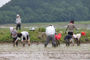 田植えの様子1