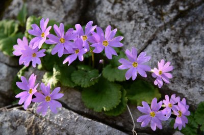 主にみられる花の画像