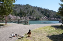 伊自良湖の鴨の画像