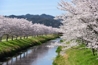 鳥羽川サイクリングロードの桜並木の画像1