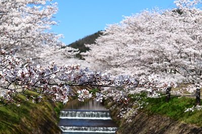 鳥羽川サイクリングロードの桜並木の画像2