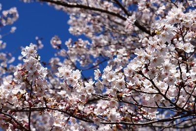 鳥羽川サイクリングロードの桜の画像