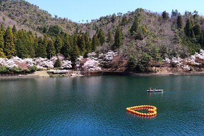 伊自良湖の桜の画像1
