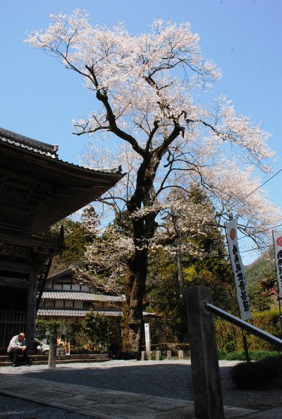 甘南美寺の桜の画像