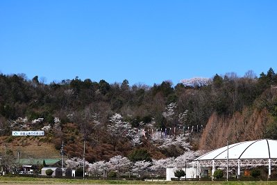 四国山香りの森公園の桜の画像