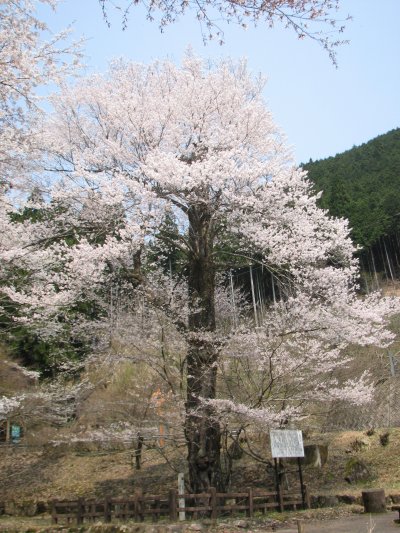 乳児の森公園のおなみ桜の画像