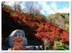 四国山香りの森公園の紅葉の画像