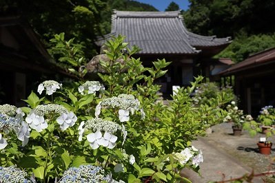 三光寺の山あじさいの画像2