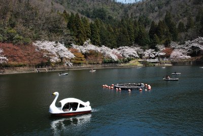 春の伊自良湖周辺（昨年の様子）の画像