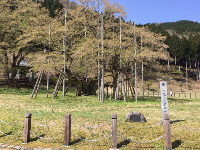 新緑に包まれた淡墨桜の画像