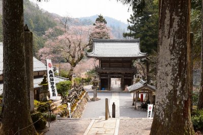 甘南美寺の桜の画像