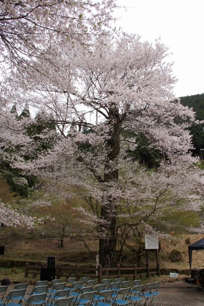 乳児の森公園の桜の画像