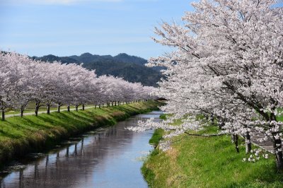 鳥羽川サイクリングロードの桜並木の画像