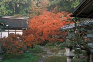 中庭ドウダンツツジ紅葉