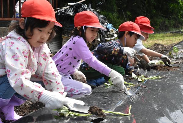 伊自良南小学校サツマイモの苗植え