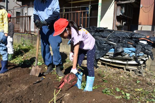 伊自良南小学校児童がサツマイモを収穫