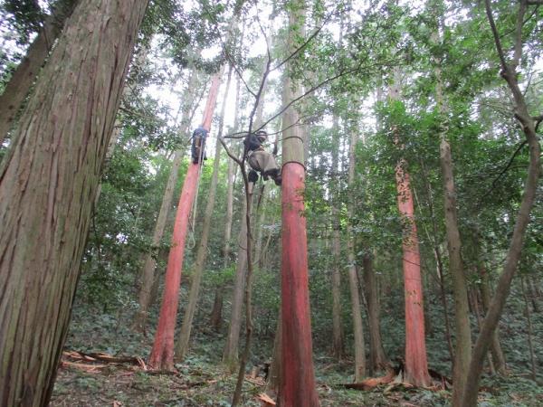 ユネスコ無形文化遺産　檜の樹皮採取の職人技を見学【令和7年10月11日】