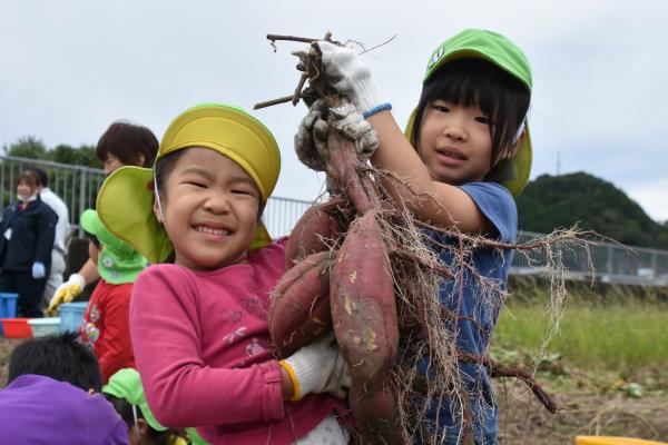 秋の味覚を収穫　美山・富並保育園サツマイモ掘り【令和7年10月21日】