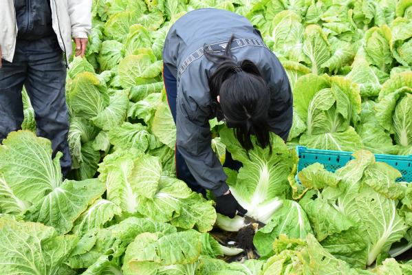 ハクサイの収穫