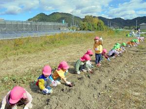 さつまいも掘り1