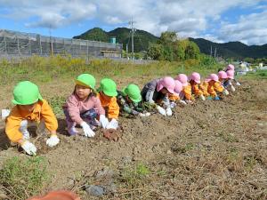 さつまいも掘り2