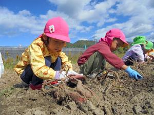 さつまいも掘り3