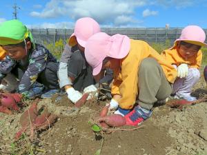 さつまいも掘り4