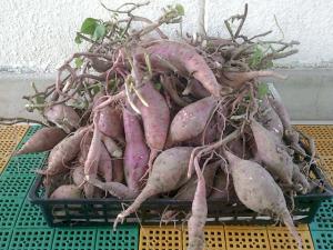 さつまいも掘り5