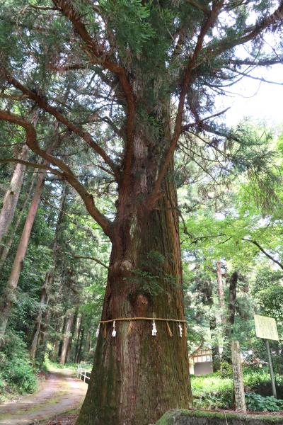 逸見杉