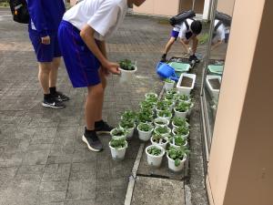 ラディッシュ