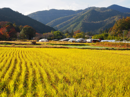 風景画像