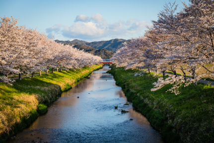 鳥羽川サイクリングロードの桜並木