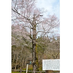 おなみ桜の画像