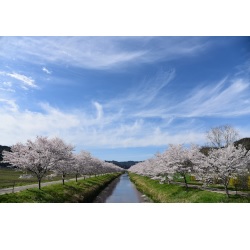 鳥羽川サイクリングロードの桜の画像