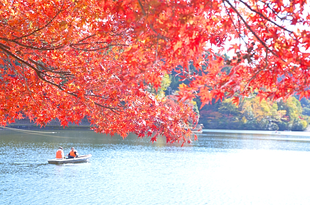 伊自良湖紅葉写真