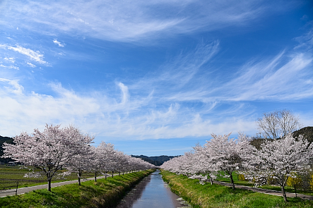 鳥羽川サイクリングロード