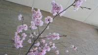 満開桜