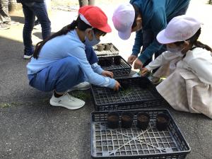 ４年生ヘチマ