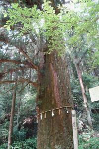 逸見杉