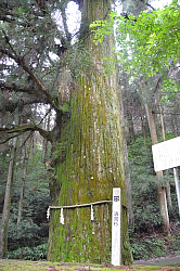 逸見杉の画像