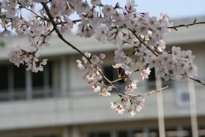 4月の風景