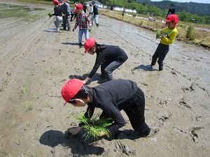 田植え1