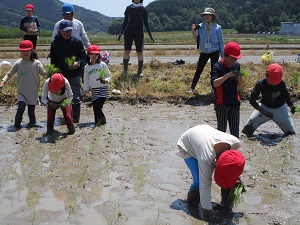 田植え3