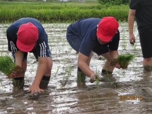 taue1